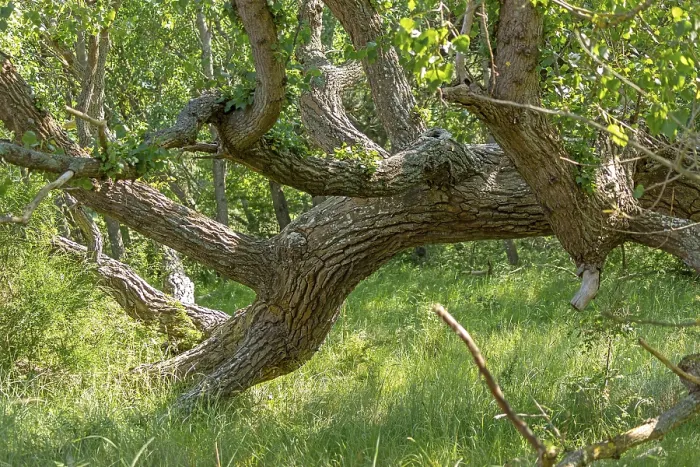 Gerahmter Druck : Baum liegt, Dort ein Ort, Geboren Gerahmter Druck : Baum liegt, Dort ein Ort, Geboren