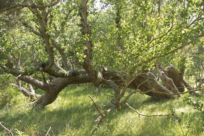 Gerahmter Druck : Baum liegt, ein anderer Ort, Geboren Gerahmter Druck : Baum liegt, ein anderer Ort, Geboren