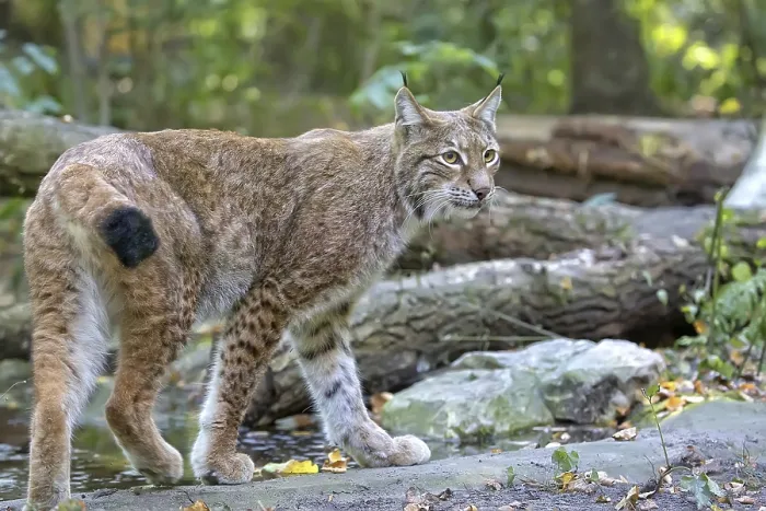 Gerahmter Druck : Lynx in der Flucht im Wald Gerahmter Druck : Lynx in der Flucht im Wald