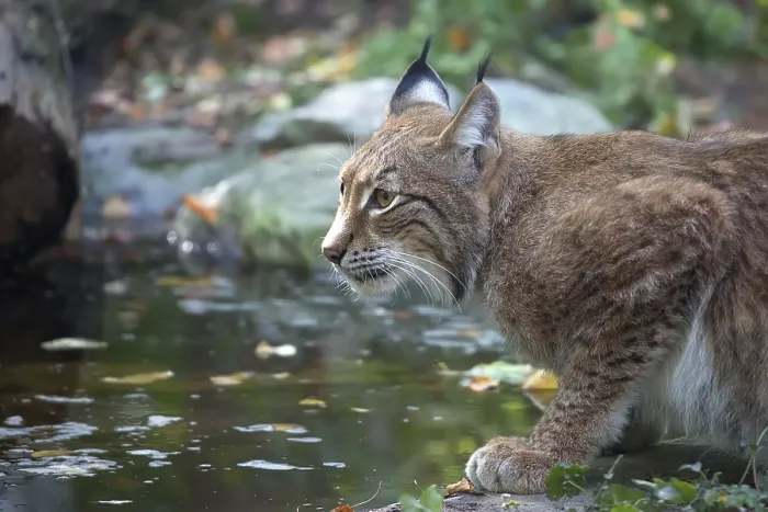Gerahmter Druck : Lynx im Wald in der Wildnis. Gerahmter Druck : Lynx im Wald in der Wildnis.