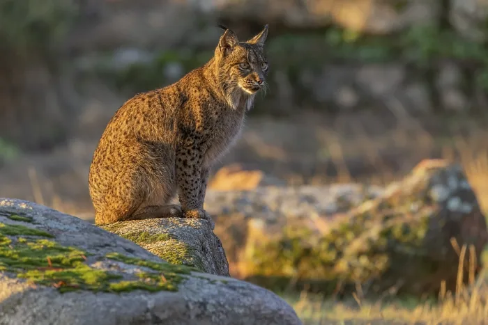 Gerahmter Druck : Lynx pardinus, auf Stein, Abendlicht. Gerahmter Druck : Lynx pardinus, auf Stein, Abendlicht.