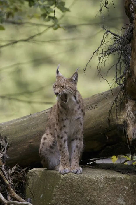 Gerahmter Druck : Ein Luchs sitzt auf einem Baumstamm im Wald. Gerahmter Druck : Ein Luchs sitzt auf einem Baumstamm im Wald.