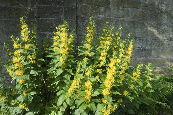 Gerahmter Druck : Lysimachia (Lysimachia punctata) Gerahmter Druck : Lysimachia (Lysimachia punctata)