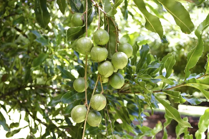 Gerahmter Druck : Ballige Früchte der Macadamia (Macadamia ternifolia) auf dem Baum, Gisborne-Region, Nordinsel, Neuseeland