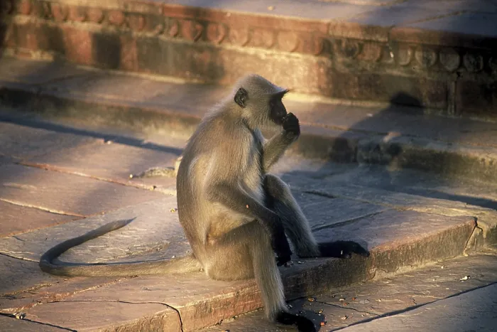 Gerahmter Druck : Macaque Affe (Macaca mulatta) in freier Wildbahn in Jaipur, Rajasthan, Indien Gerahmter Druck : Macaque Affe (Macaca mulatta) in freier Wildbahn in Jaipur, Rajasthan, Indien