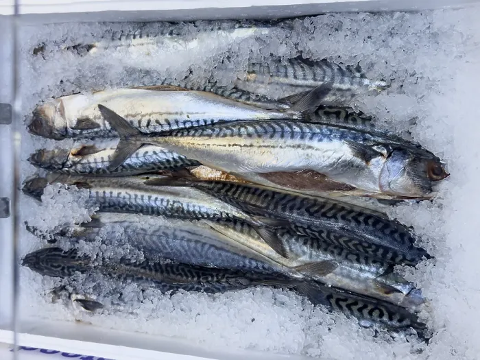 Gerahmter Druck : Makrelen (Scomber scombrus) aus dem westlichen Mittelmeerraum auf Eis in einem gekühlten Fischtheke-Regal eines Fischhändlers in Deutschland. Gerahmter Druck : Makrelen (Scomber scombrus) aus dem westlichen Mittelmeerraum auf Eis in einem gekühlten Fischtheke-Regal eines Fischhändlers in Deutschland.