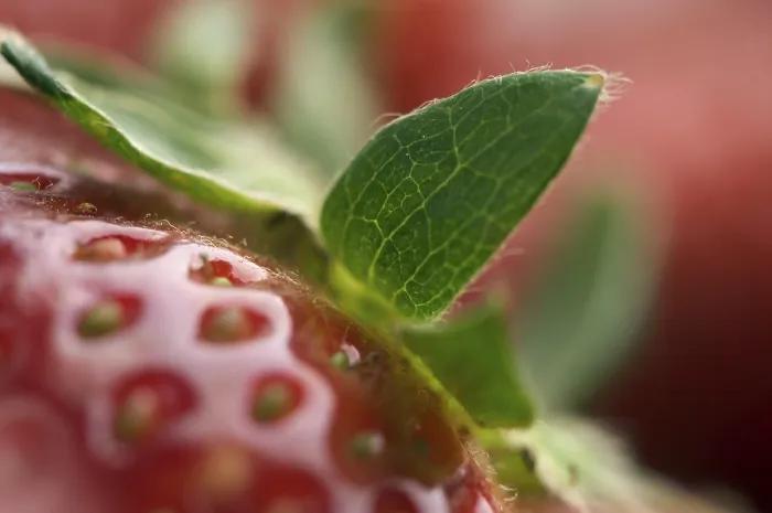 Gerahmter Druck : Makro von frischem Erdbeere. Gerahmter Druck : Makro von frischem Erdbeere.