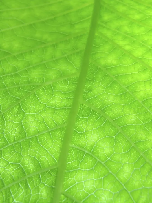 Gerahmter Druck : Makro eines grünen Blattes. Gerahmter Druck : Makro eines grünen Blattes.