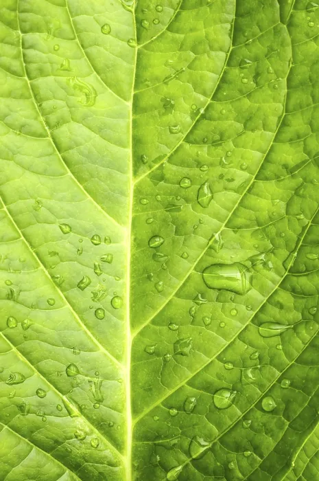 Gerahmter Druck : Blatt mit Makro und Tropfen Wasser. Gerahmter Druck : Blatt mit Makro und Tropfen Wasser.