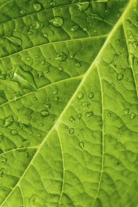 Gerahmter Druck : Blatt mit Makro und Wassertröpfchen Gerahmter Druck : Blatt mit Makro und Wassertröpfchen