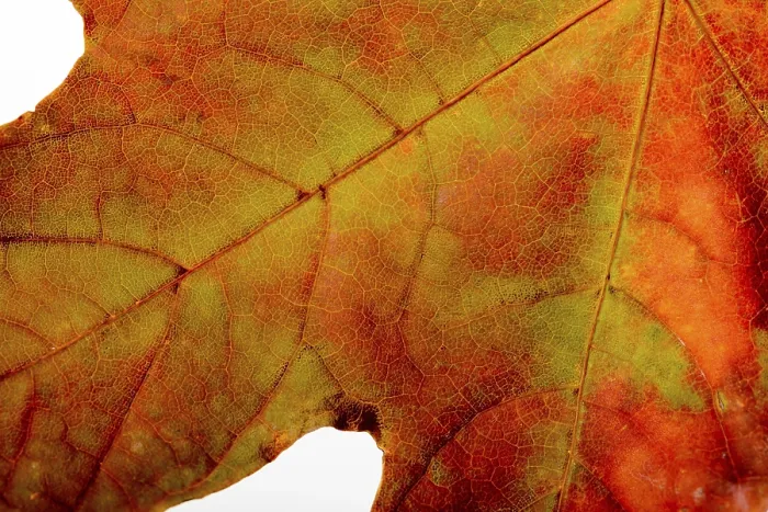 Gerahmter Druck : Blütenblätter eines Ahorns mit Herbstfarben Gerahmter Druck : Blütenblätter eines Ahorns mit Herbstfarben