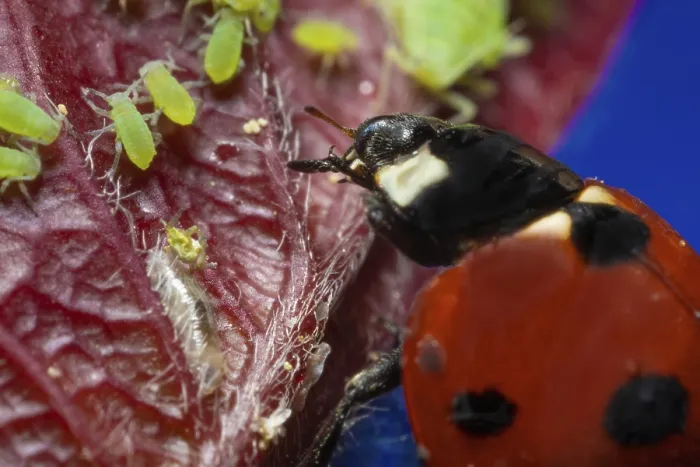 Gerahmter Druck : Makrobild eines Ladybugs, der sich mit grünen Blattläusen auf einer roten Blätterinteragiert Gerahmter Druck : Makrobild eines Ladybugs, der sich mit grünen Blattläusen auf einer roten Blätterinteragiert