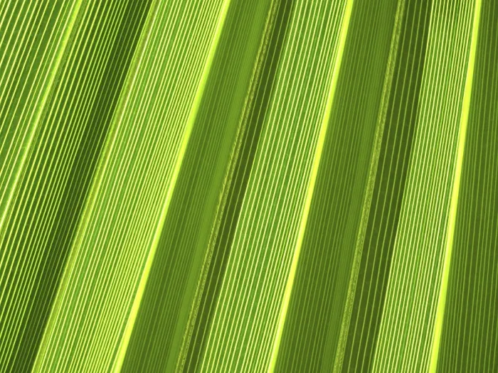 Gerahmter Druck : Makro von tropischer Palmenblatt.