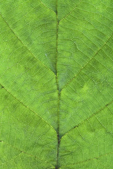 Gerahmter Druck : Makroblick auf Haselnussgrüner Blatt. Gerahmter Druck : Makroblick auf Haselnussgrüner Blatt.