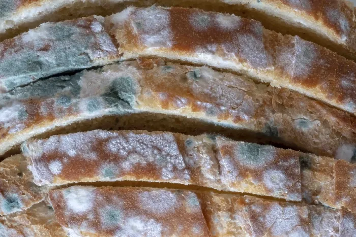 Gerahmter Druck : Überblick vom Schimmel auf Brot. Gerahmter Druck : Überblick vom Schimmel auf Brot.