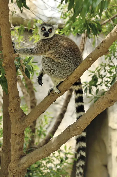 Gerahmter Druck : Madagaskars Ringfledermaus sitzt auf einem Baum. Gerahmter Druck : Madagaskars Ringfledermaus sitzt auf einem Baum.
