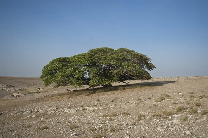 Gerahmter Druck : Zauberbaum, große Feigenbäume (Ficus) Gerahmter Druck : Zauberbaum, große Feigenbäume (Ficus)