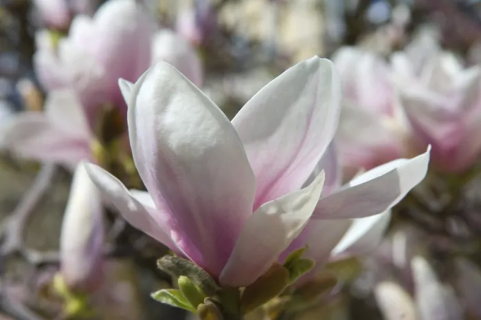 Gerahmter Druck : Magnolia Gerahmter Druck : Magnolia