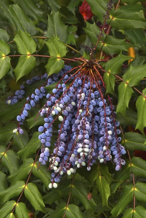 Gerahmter Druck : Mahonia Gerahmter Druck : Mahonia