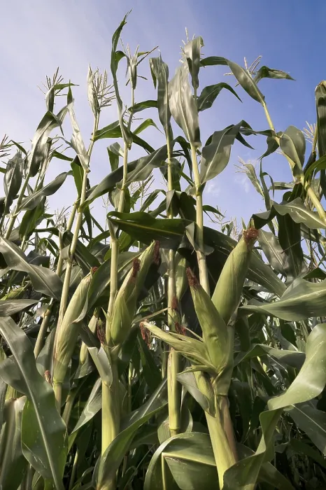 Gerahmter Druck : Mais oder Mais (Zea mays subsp. Mays) Gerahmter Druck : Mais oder Mais (Zea mays subsp. Mays)