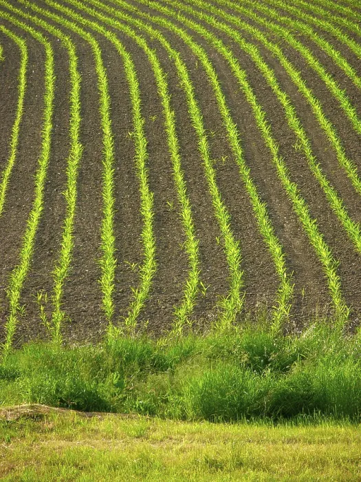 Gerahmter Druck : Maisfeld