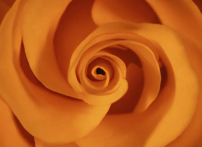 Gerahmter Druck : Ein Makro eines Rosen in Orange. Gerahmter Druck : Ein Makro eines Rosen in Orange.