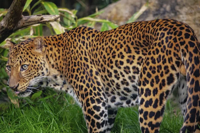 Gerahmter Druck : Ein Javanischer Leopard (Panthera pardus melas) in Java, Indonesien Gerahmter Druck : Ein Javanischer Leopard (Panthera pardus melas) in Java, Indonesien