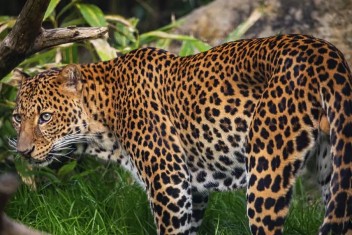 Gerahmter Druck : Männlicher Javanleopard Panthera pardus melas von Java Gerahmter Druck : Männlicher Javanleopard Panthera pardus melas von Java