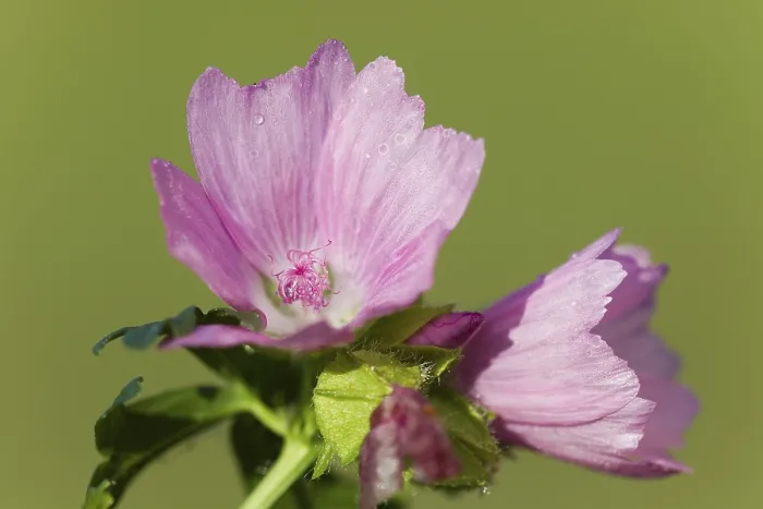 Gerahmter Druck : Malve (Malva)