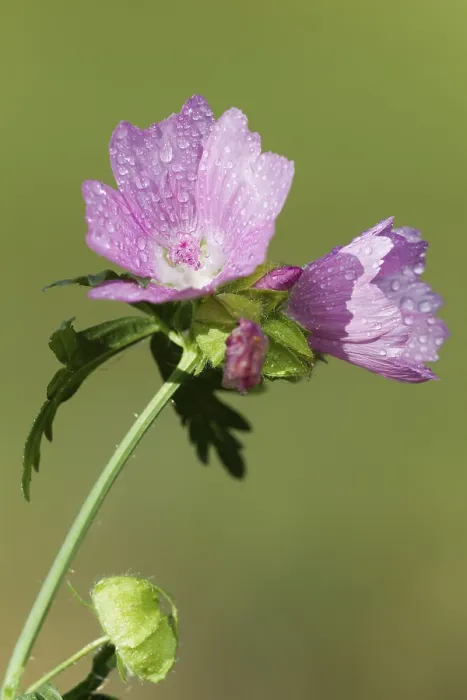 Gerahmter Druck : Malve (Malva) Gerahmter Druck : Malve (Malva)