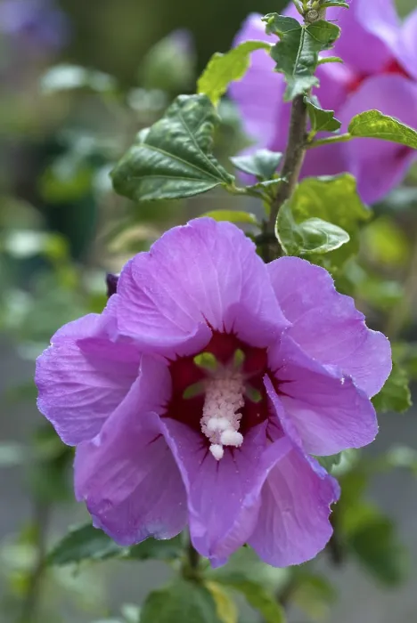 Gerahmter Druck : Malve (Malva) Gerahmter Druck : Malve (Malva)