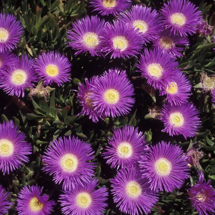 Gerahmter Druck : Malta, Flora Gerahmter Druck : Malta, Flora