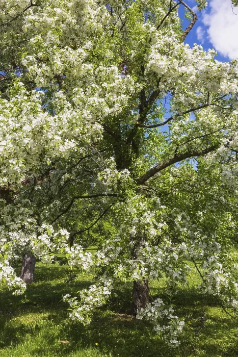 Gerahmter Druck : Malus sieboldii Snowdrift Gerahmter Druck : Malus sieboldii Snowdrift