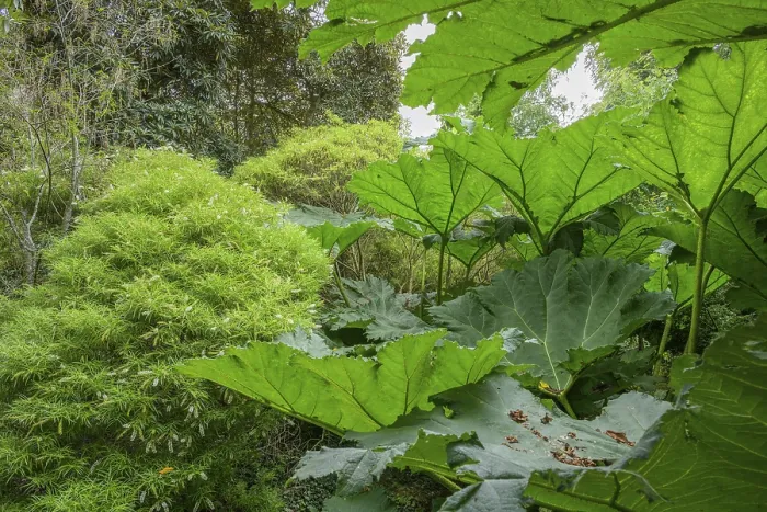 Gerahmter Druck : Mammutblatt (Gunnera manicata) Gerahmter Druck : Mammutblatt (Gunnera manicata)
