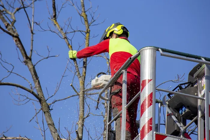 Gerahmter Druck : Ein Mann auf der Arbeitsplattform schneidet Bäume. Gerahmter Druck : Ein Mann auf der Arbeitsplattform schneidet Bäume.