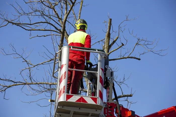 Gerahmter Druck : Arbeiter auf einem Arbeitsplattform schneidet Bäume. Gerahmter Druck : Arbeiter auf einem Arbeitsplattform schneidet Bäume.
