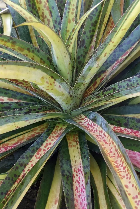 Gerahmter Druck : Mangave (Agave), Sorte Carnival Gerahmter Druck : Mangave (Agave), Sorte Carnival