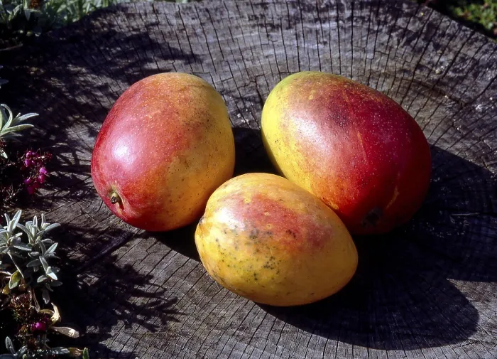 Gerahmter Druck : Mango, Früchte. Gerahmter Druck : Mango, Früchte.
