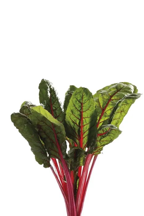 Gerahmter Druck : Mangold oder Chard Gerahmter Druck : Mangold oder Chard