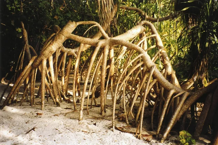 Gerahmter Druck : Mangrovenwurzeln