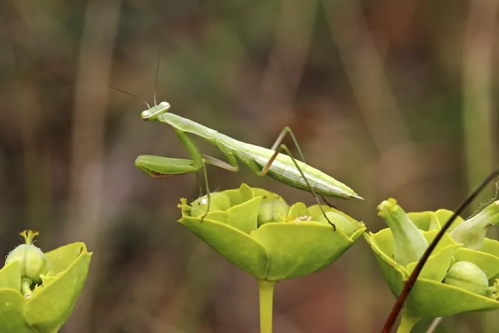 Gerahmter Druck : Mantispresse Mantis religiosa Gerahmter Druck : Mantispresse Mantis religiosa
