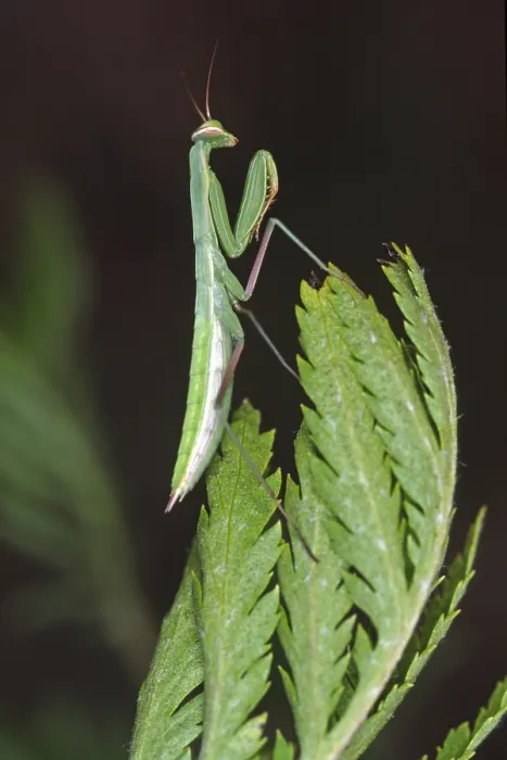Gerahmter Druck : Mantis religiosa, Gebetsmücke Gerahmter Druck : Mantis religiosa, Gebetsmücke