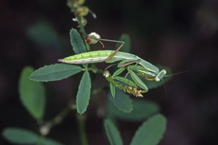 Gerahmter Druck : Mantis religiosa, Gebetsmotten.