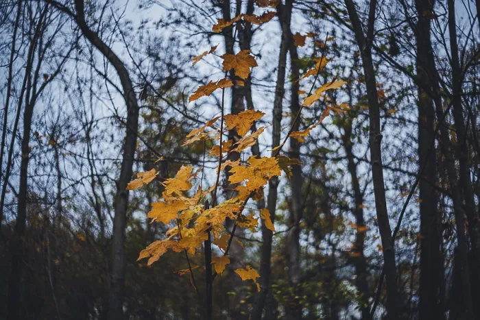 Gerahmter Druck : Kirsche (Acer) im Herbst, Ternitz. Gerahmter Druck : Kirsche (Acer) im Herbst, Ternitz.