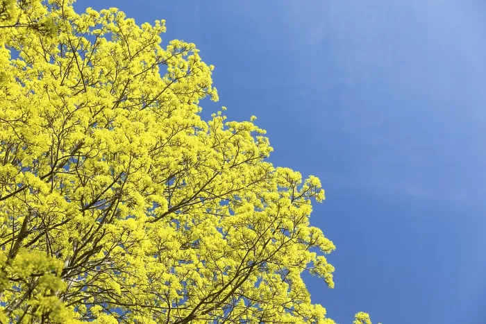 Gerahmter Druck : Maple (Acer) in Blüte gegen einen blauen Himmel Gerahmter Druck : Maple (Acer) in Blüte gegen einen blauen Himmel