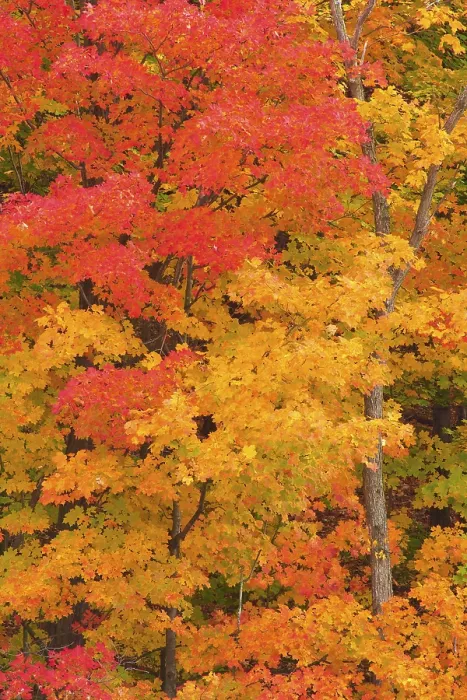 Gerahmter Druck : Kirsche (Acer), in hellorange. Gerahmter Druck : Kirsche (Acer), in hellorange.