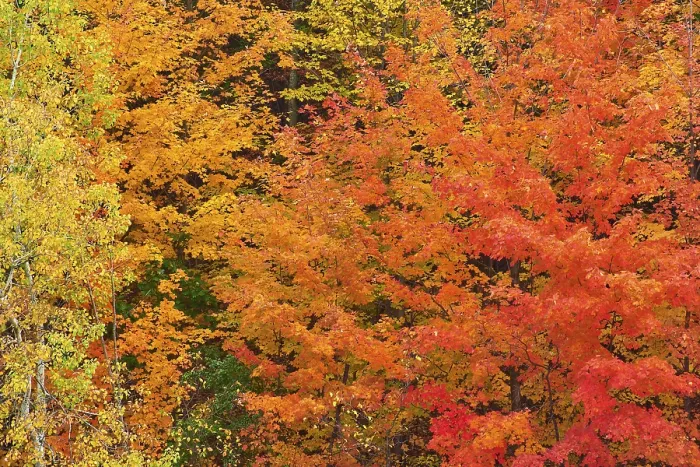 Gerahmter Druck : Herbstlicher Acer in Vermont, USA