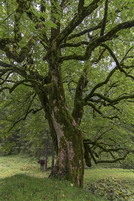 Gerahmter Druck : Ahorn (Acer) überwachsen mit Moos. Gerahmter Druck : Ahorn (Acer) überwachsen mit Moos.