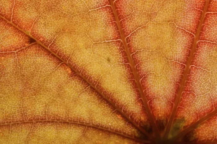 Gerahmter Druck : Ein Detail einer Ahornblätter im Herbstfarben. Gerahmter Druck : Ein Detail einer Ahornblätter im Herbstfarben.