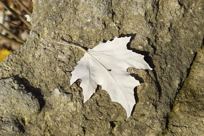 Gerahmter Druck : Mapleblatt auf Stein. Spinnennetz nahe dem Blatt. Invertiertes Eichblatt Gerahmter Druck : Mapleblatt auf Stein. Spinnennetz nahe dem Blatt. Invertiertes Eichblatt